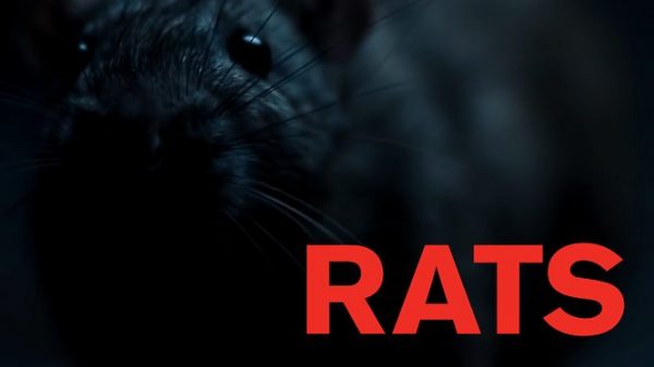 Rats