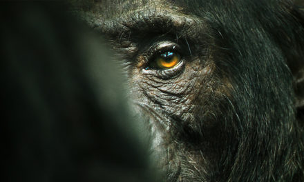 L’empire des chimpanzés : partez à la découverte de nos cousins les plus proches dans un documentaire d’une beauté renversante sur Netflix