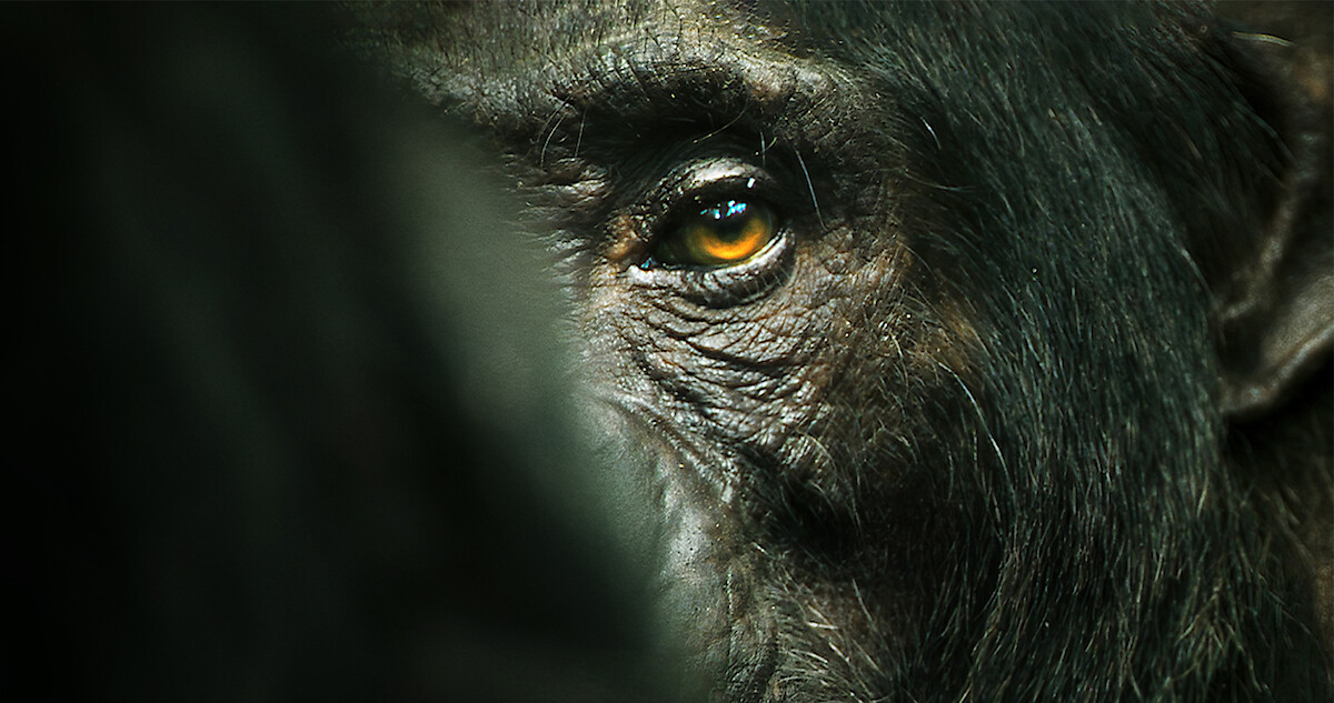lempire des chimpanzes - Quels sont les meilleurs documentaires à voir en AVRIL sur Netflix ? (Nouveautés 2023)
