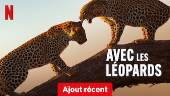 Avec les léopards - Documentaire
